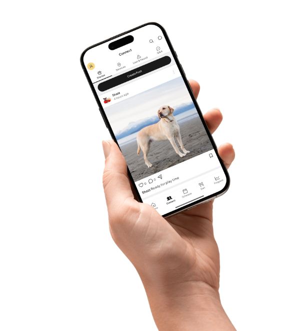 Furbuz Connect — share stories and find pet help